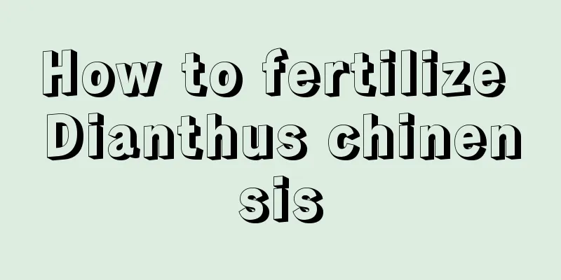 How to fertilize Dianthus chinensis