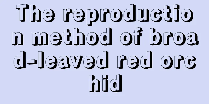 The reproduction method of broad-leaved red orchid