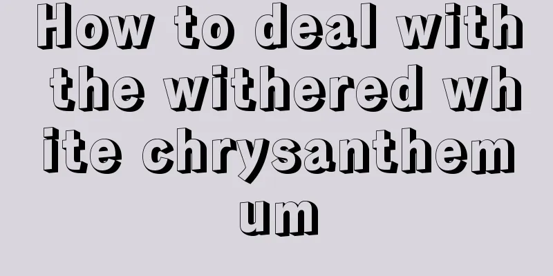 How to deal with the withered white chrysanthemum