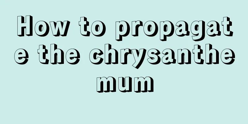 How to propagate the chrysanthemum