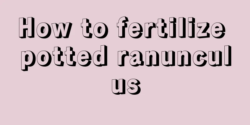 How to fertilize potted ranunculus