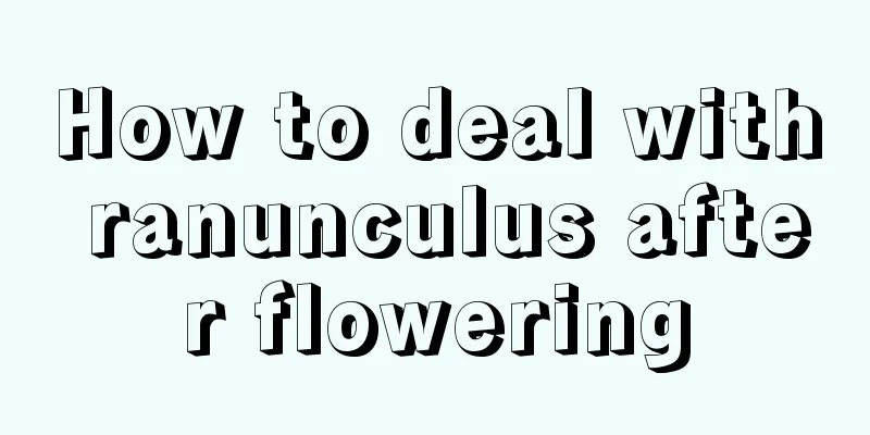 How to deal with ranunculus after flowering