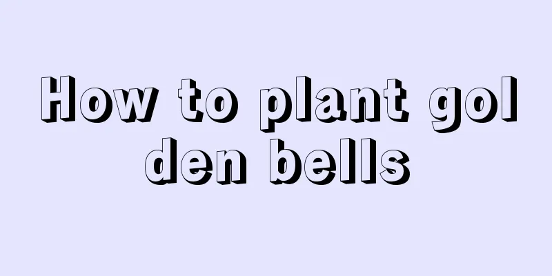 How to plant golden bells