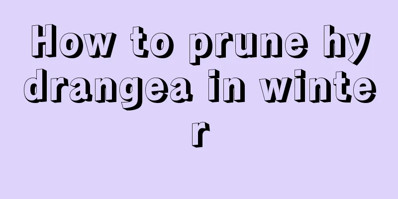 How to prune hydrangea in winter