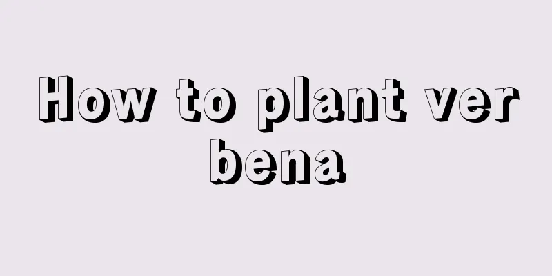 How to plant verbena