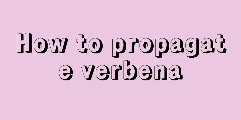 How to propagate verbena