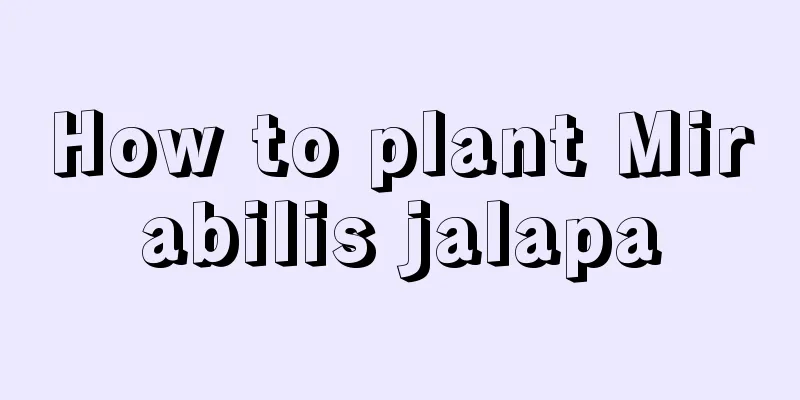 How to plant Mirabilis jalapa