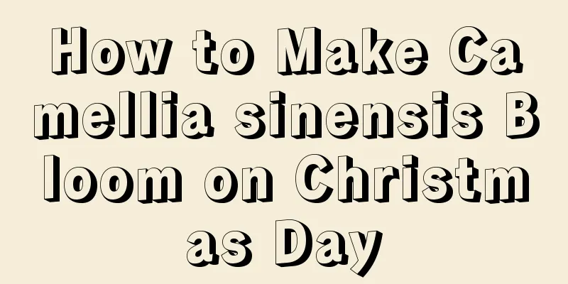 How to Make Camellia sinensis Bloom on Christmas Day