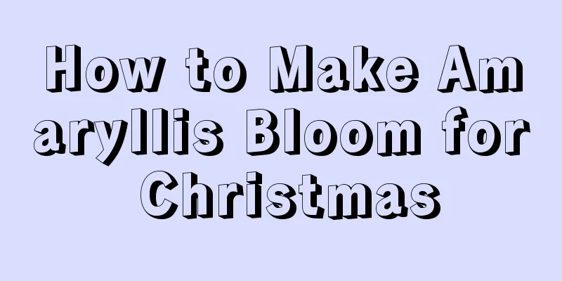 How to Make Amaryllis Bloom for Christmas