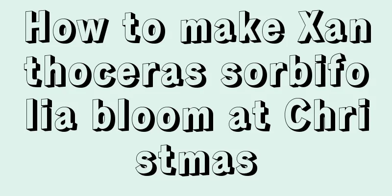 How to make Xanthoceras sorbifolia bloom at Christmas