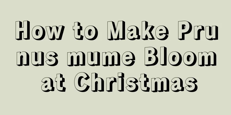 How to Make Prunus mume Bloom at Christmas