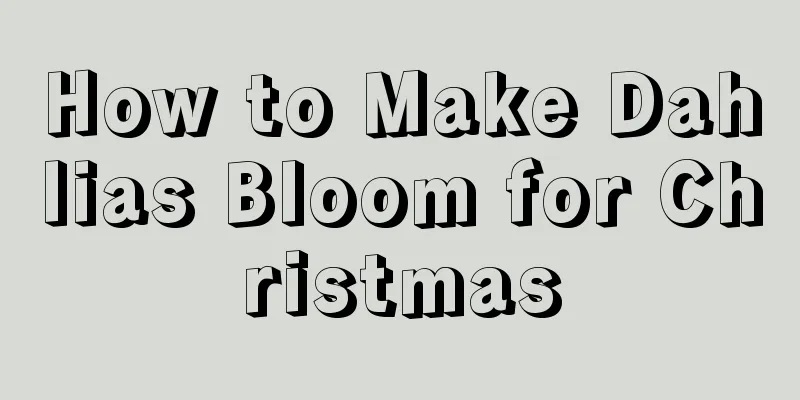 How to Make Dahlias Bloom for Christmas