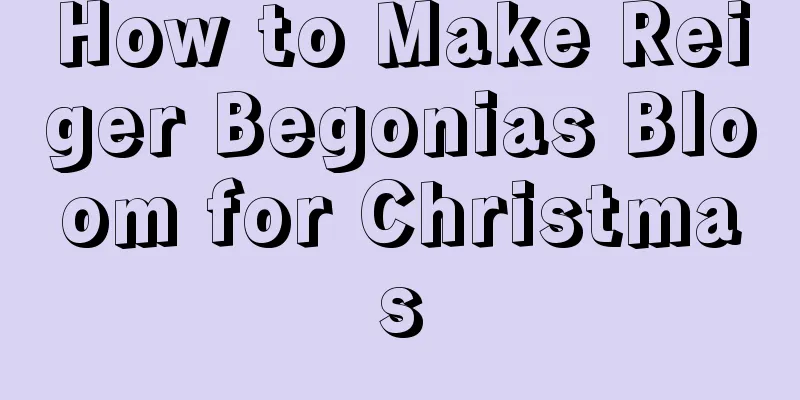 How to Make Reiger Begonias Bloom for Christmas