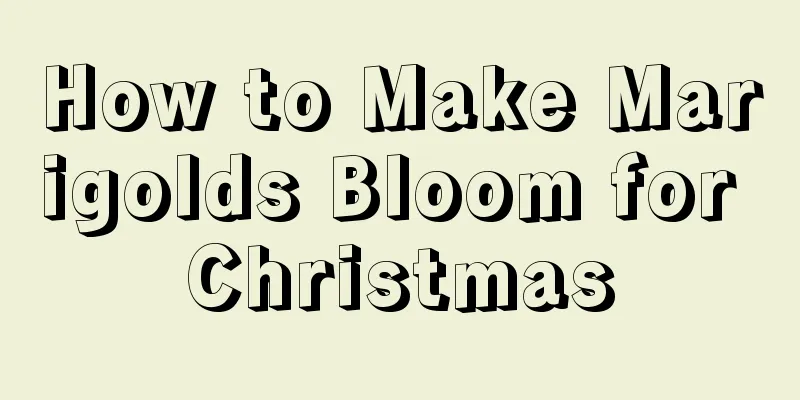 How to Make Marigolds Bloom for Christmas