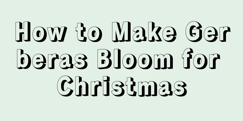 How to Make Gerberas Bloom for Christmas