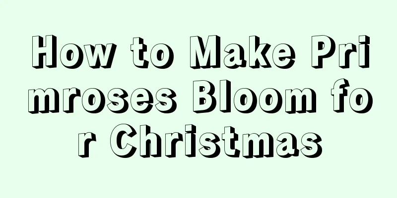 How to Make Primroses Bloom for Christmas