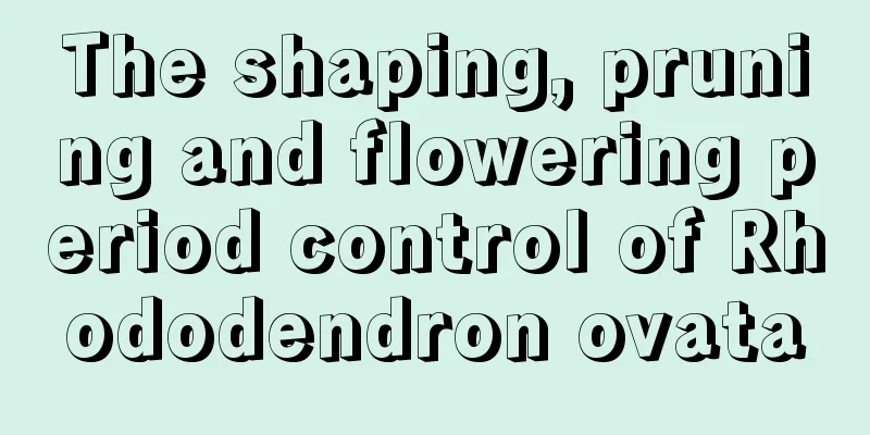 The shaping, pruning and flowering period control of Rhododendron ovata