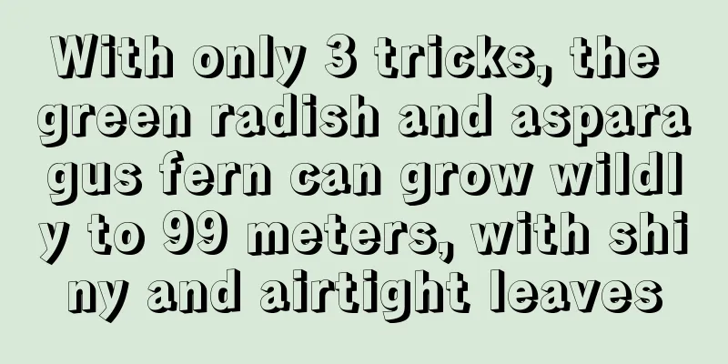 With only 3 tricks, the green radish and asparagus fern can grow wildly to 99 meters, with shiny and airtight leaves