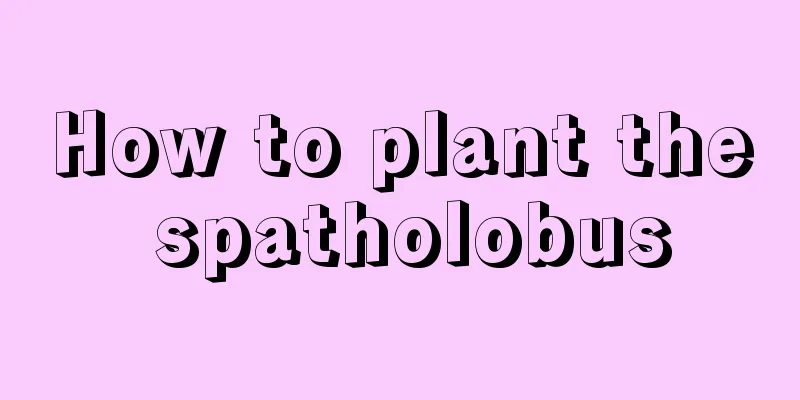 How to plant the spatholobus