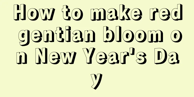 How to make red gentian bloom on New Year's Day