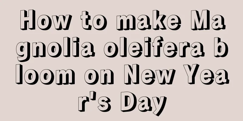 How to make Magnolia oleifera bloom on New Year's Day