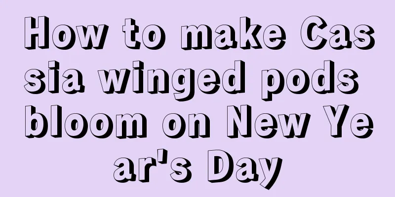 How to make Cassia winged pods bloom on New Year's Day