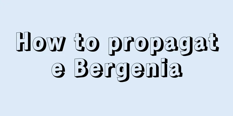 How to propagate Bergenia