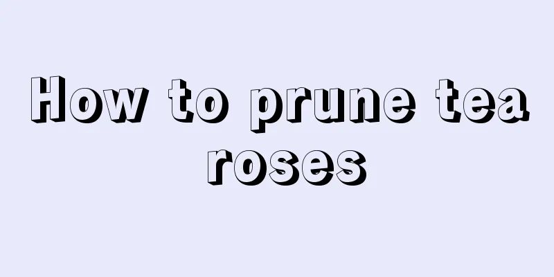 How to prune tea roses