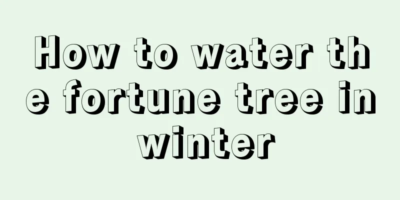 How to water the fortune tree in winter