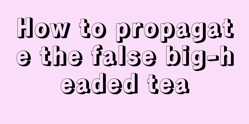 How to propagate the false big-headed tea