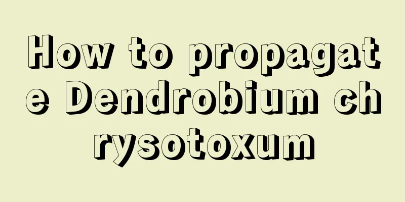 How to propagate Dendrobium chrysotoxum