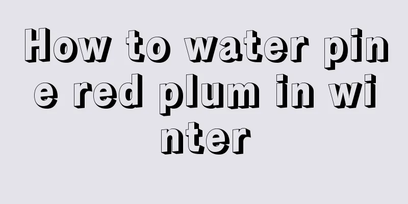 How to water pine red plum in winter