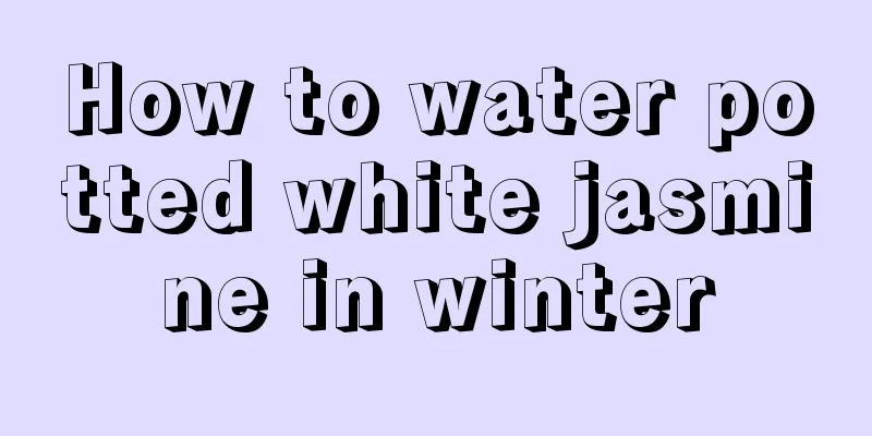 How to water potted white jasmine in winter