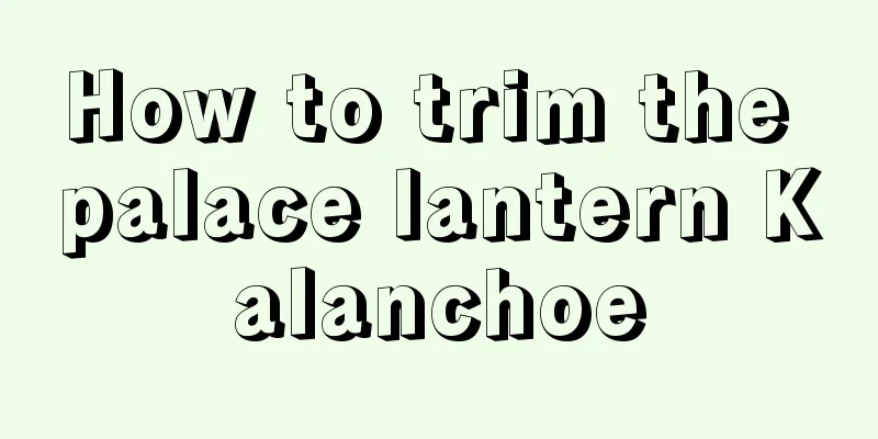 How to trim the palace lantern Kalanchoe