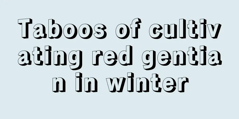 Taboos of cultivating red gentian in winter