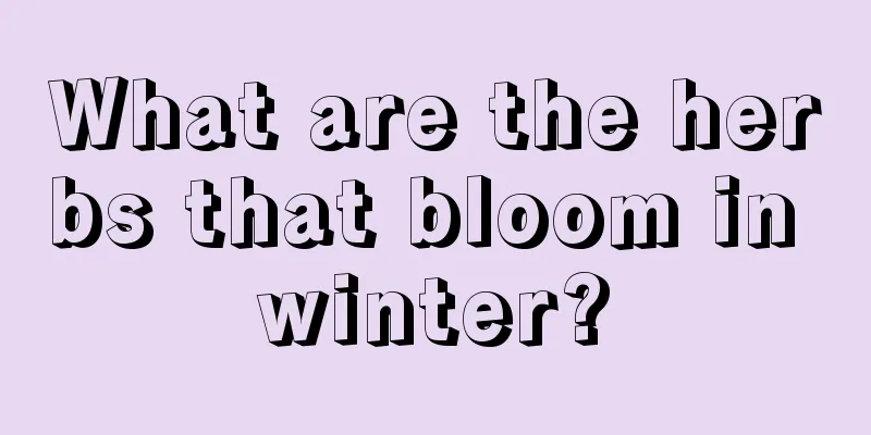 What are the herbs that bloom in winter?