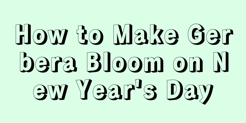 How to Make Gerbera Bloom on New Year's Day