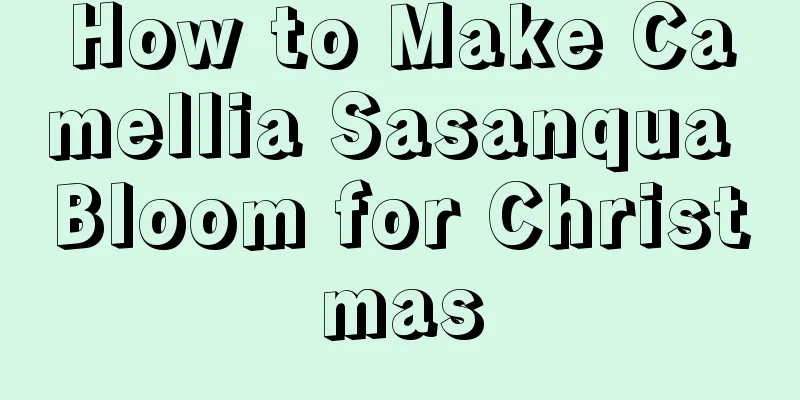 How to Make Camellia Sasanqua Bloom for Christmas