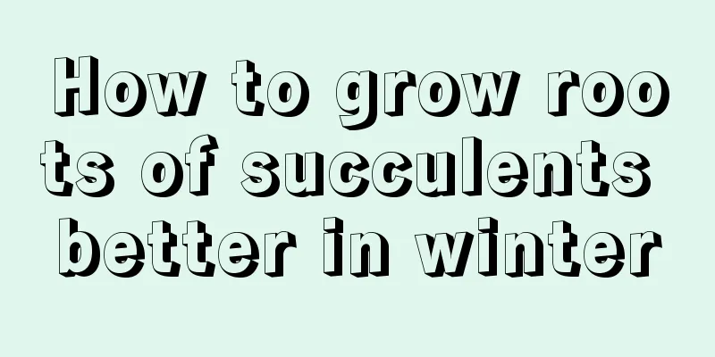 How to grow roots of succulents better in winter