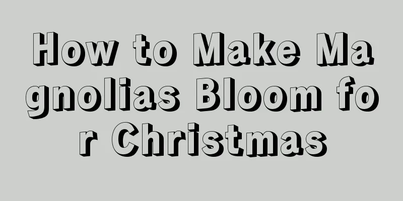 How to Make Magnolias Bloom for Christmas