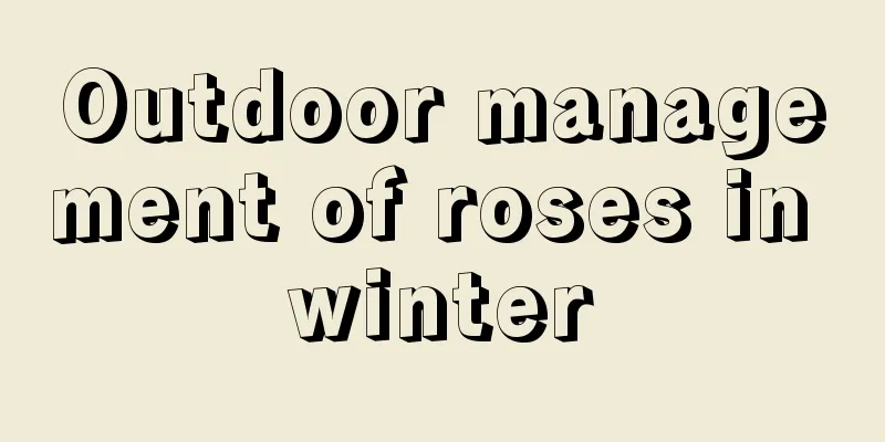 Outdoor management of roses in winter