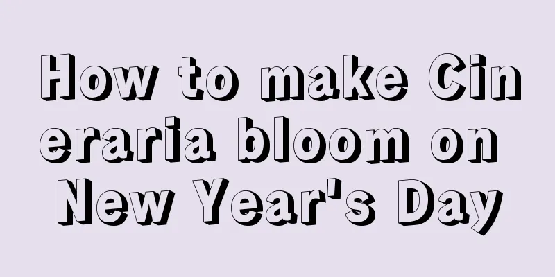 How to make Cineraria bloom on New Year's Day