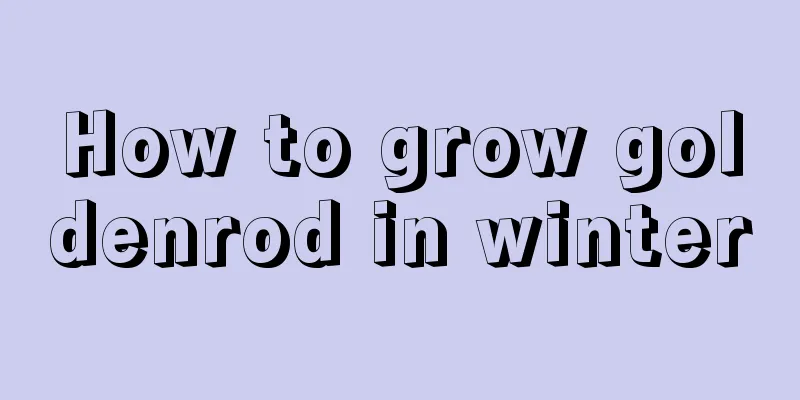 How to grow goldenrod in winter