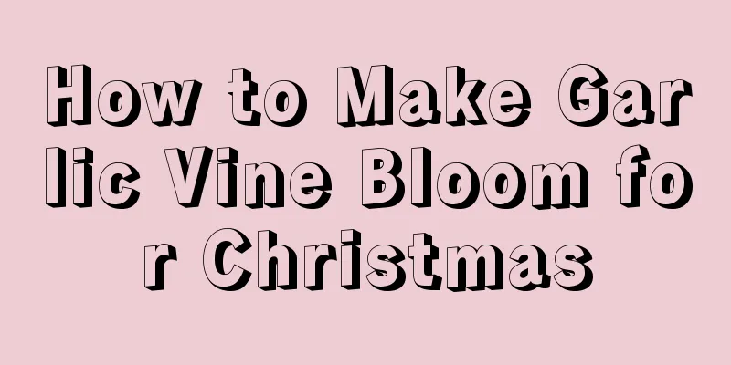 How to Make Garlic Vine Bloom for Christmas