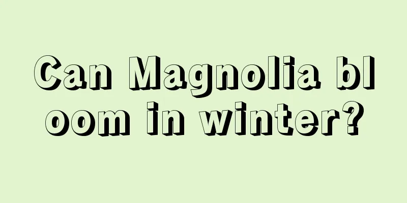 Can Magnolia bloom in winter?