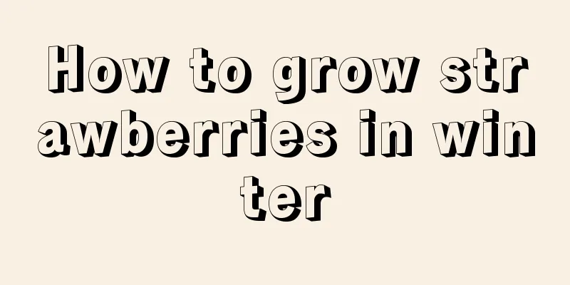 How to grow strawberries in winter