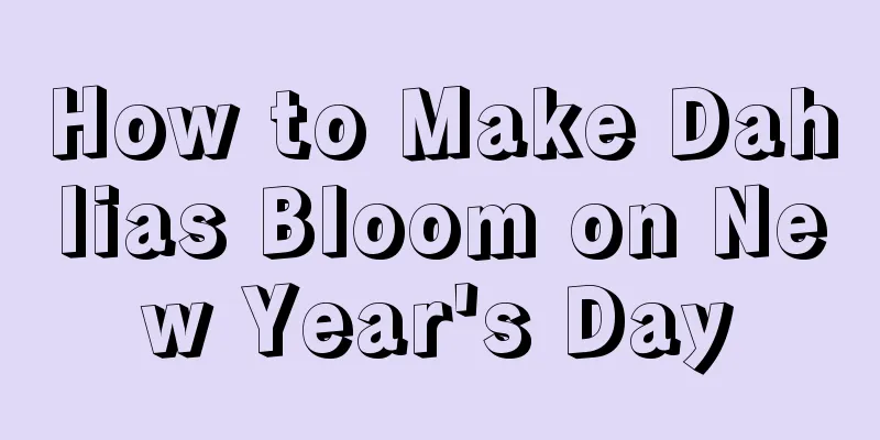 How to Make Dahlias Bloom on New Year's Day