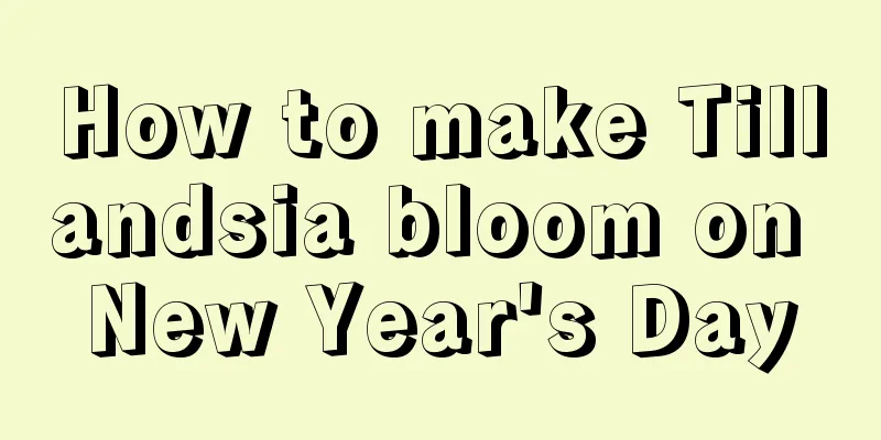 How to make Tillandsia bloom on New Year's Day