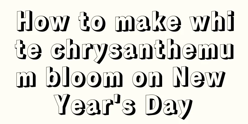 How to make white chrysanthemum bloom on New Year's Day