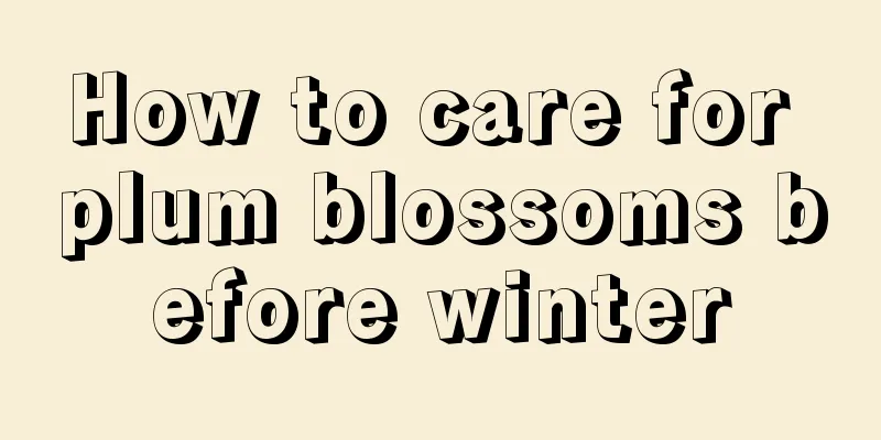 How to care for plum blossoms before winter